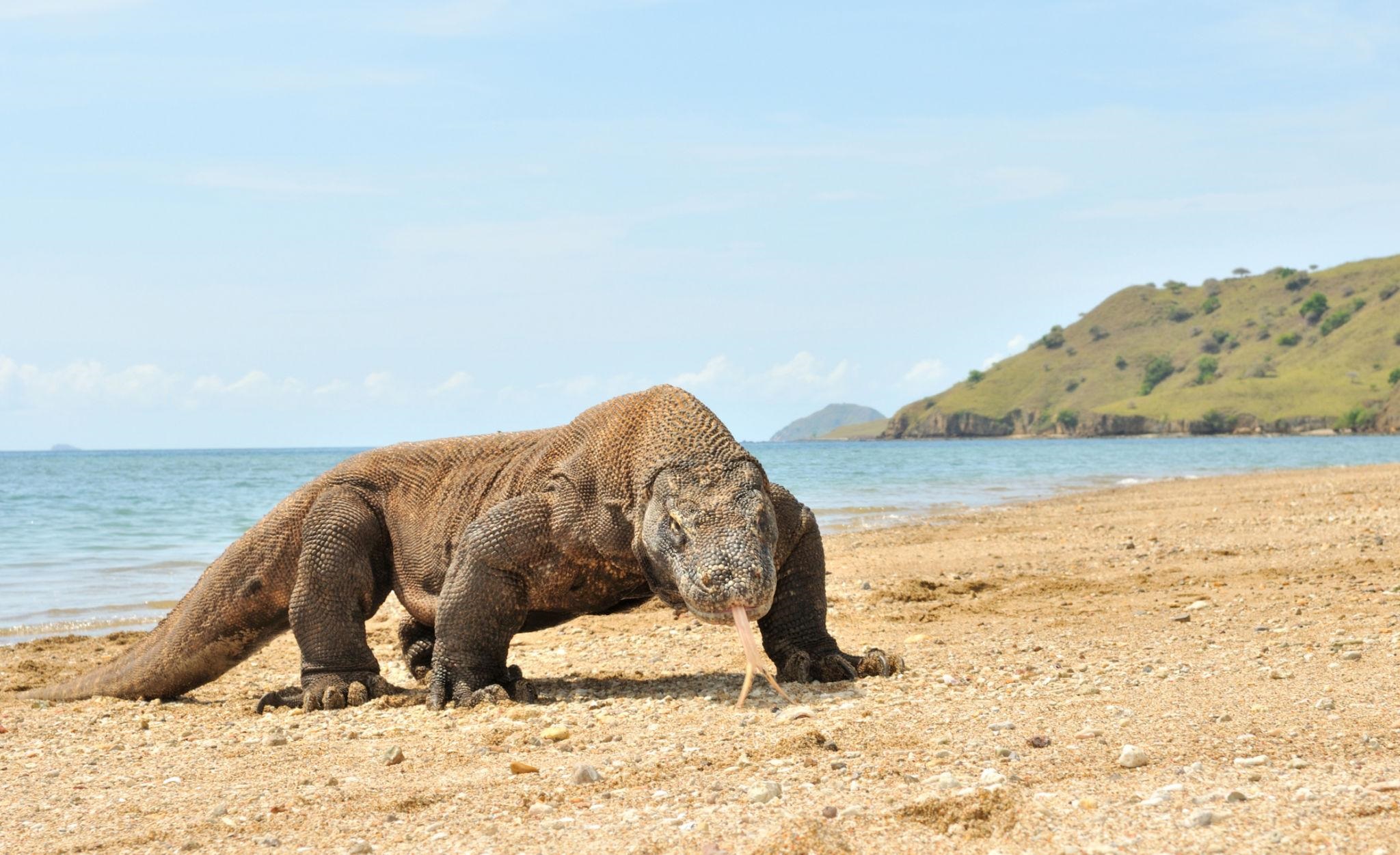 Komodo dragon in Komodo National Park Indonesia