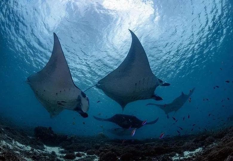 manta point